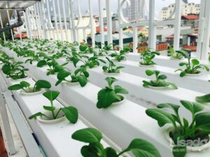Tư vấn mẫu giàn trồng rau thủy canh cho gia đình 4 người
