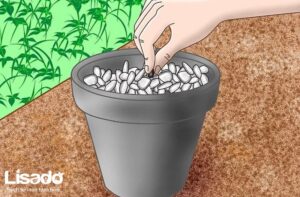 Làm thế nào để bắt đầu tự tạo vườn rau thủy canh