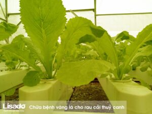 Chữa bệnh vàng lá cho rau cải thuỷ canh hiệu quả nhất