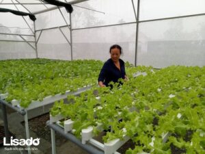 Công trình trồng rau thủy canh sạch tại Ngọc Sơn – Hà Tĩnh
