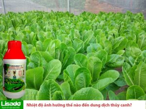 Nhiệt độ có ảnh hưởng như thế nào đến dung dịch thủy canh?