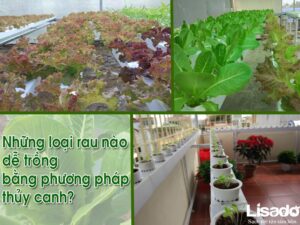 13 loại rau dễ trồng bằng phương pháp thủy canh