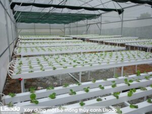 Trồng rau thủy canh cho người mới bắt đầu