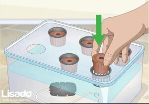 Cách bắt đầu mô hình thủy canh tại căn hộ với chậu thủy canh