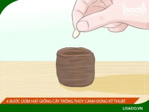 Các bước gieo hạt giống cây trồng thủy canh đúng kỹ thuật