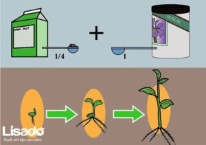 Cách bón cây bằng phân bón Maxsea grow 16-16-16 trong một hệ thống thủy canh