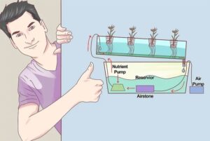 4 bước lắp đặt hệ thống trồng rau thủy canh tại nhà