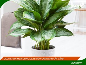 Cách chọn mua dung dịch trồng cây thủy sinh