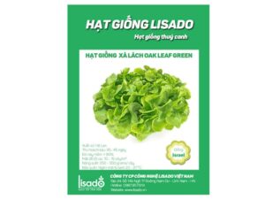 Hạt giống rau xà lách oakleaf Xanh
