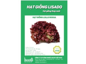 Hạt giống rau xà lách Lollo đỏ