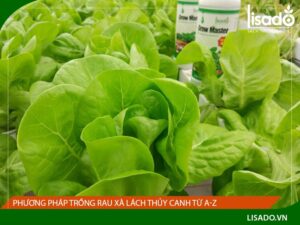 Phương pháp trồng rau xà lách thủy canh từ A-Z cho người mới bắt đầu