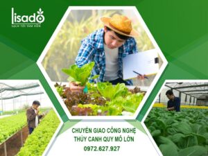 TRỒNG RAU THỦY CANH QUY MÔ CÔNG NGHIỆP