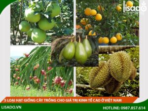 5 loại hạt giống quả có giá trị kinh tế cao ở Việt Nam
