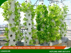 Cách trồng cây bằng phương pháp thủy canh đơn giản mà hiệu quả