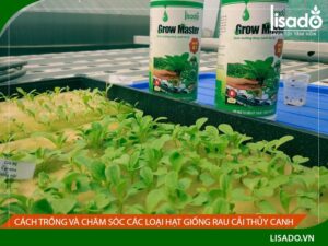Cách trồng và chăm sóc các loại hạt giống rau cải thủy canh
