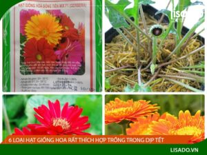 6 loại hạt giống hoa tết rất thích hợp trồng trong dịp Tết