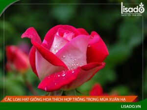 Các loại hạt giống hoa thích hợp trồng trong mùa xuân hạ