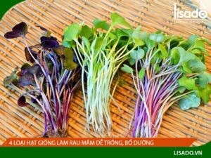 Các loại rau mầm dễ trồng, bổ dưỡng cho sức khỏe