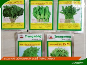 Các loại hạt giống rau dễ trồng tại nhà | Lisado