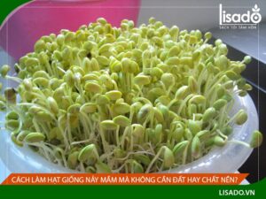 Cách làm hạt nảy mầm mà không cần đất hay chất nền?
