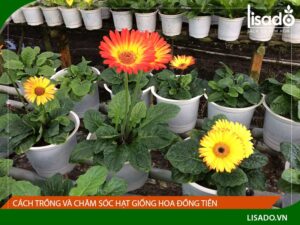 Hướng dẫn cách chăm sóc và cách gieo hạt hoa đồng tiền