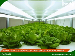 Hướng dẫn cách trồng cây sử dụng đèn LED với 4 bước cơ bản