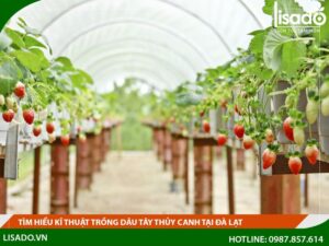 Tìm hiểu máng trồng dâu tây thủy canh tại Đà Lạt