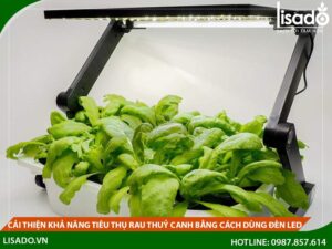 Cải thiện khả năng tiêu thụ rau thuỷ canh bằng cách dùng đèn Led