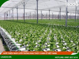 Giới thiệu nhà lưới trồng rau thủy canh ở Việt Nam