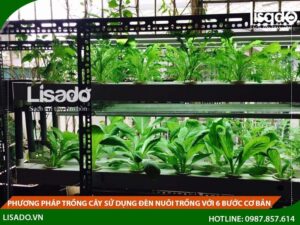 Phương pháp trồng cây sử dụng đèn nuôi trồng với 6 bước cơ bản