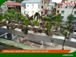 Trồng rau thủy canh cải bó xôi khó hay dễ? Trồng như thế nào?