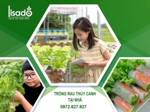 TRỒNG RAU THỦY CANH TẠI NHÀ
