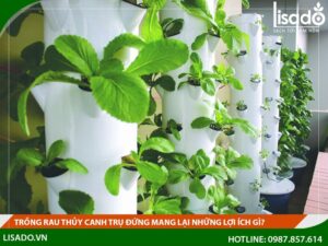 Trồng rau thủy canh trụ đứng mang lại những lợi ích gì?