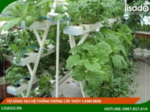 Tự sáng tạo hệ thống trồng cây thủy canh mini