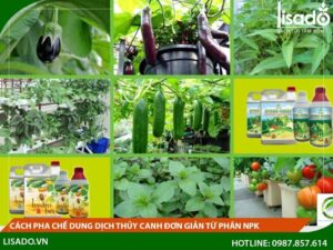 Cách pha chế dung dịch thủy canh đơn giản từ phân NPK