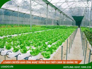Lisado chuyển giao công nghệ trồng rau thủy canh tại Quảng Trị