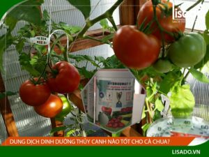 Chế độ dinh dưỡng cho cây cà chua