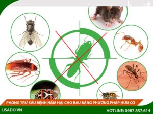 Phòng trừ sâu bệnh nấm hại cho rau bằng phương pháp hữu cơ