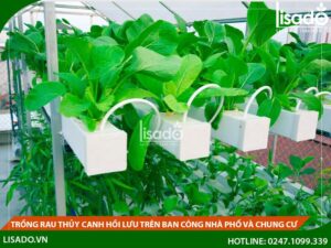Trồng rau ở ban công chung cư bằng phương pháp thủy canh hồi lưu