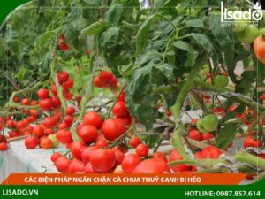 Các biện pháp ngăn chặn cây cà chua bị héo lá