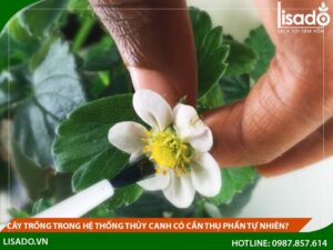 Cây tự thụ phấn trong hệ thống thủy canh.