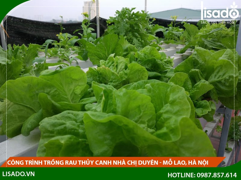 Công trình trồng rau thủy canh nhà chị Duyên - Mỗ Lao, Hà Nội