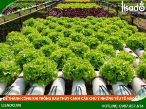Để thành công khi trồng rau thủy canh cần chú ý những yếu tố nào?