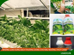 Những loại dung dịch thường dùng cho rau muống thủy canh