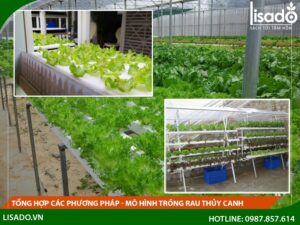 Tổng hợp các phương pháp trồng rau thủy canh tốt nhất