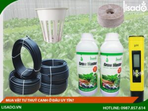 Mua vật tư trồng rau thuỷ canh ở đâu uy tín?