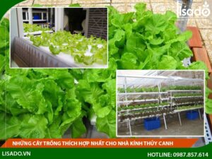 Những cây trồng thích hợp nhất cho nhà kính thủy canh