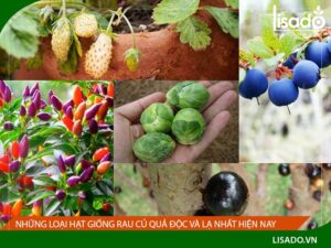 Những hạt giống lạ đang làm mưa làm gió trên thị trường Việt Nam