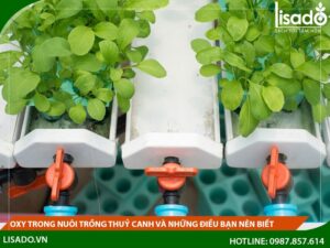 Oxy trong nuôi trồng thuỷ canh và những điều bạn nên biết