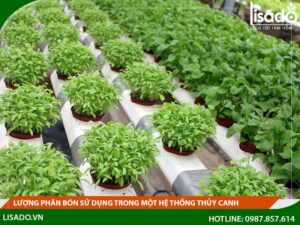 Có mấy cách bón phân trong một hệ thống thủy canh